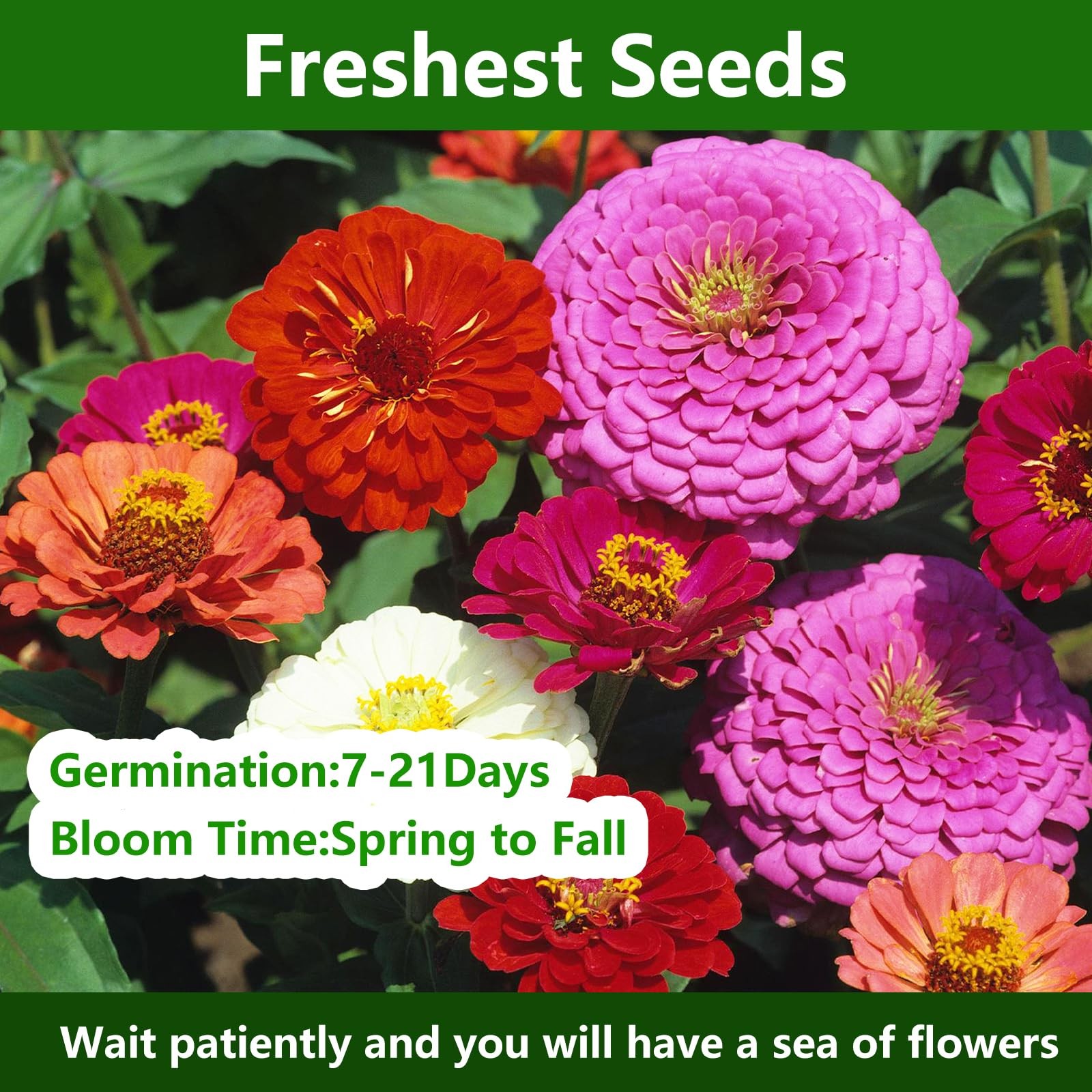 Zinnia Seeds for 2026, California Giant Zinnia Seeds Bulk, 10,000+ Double Dah…