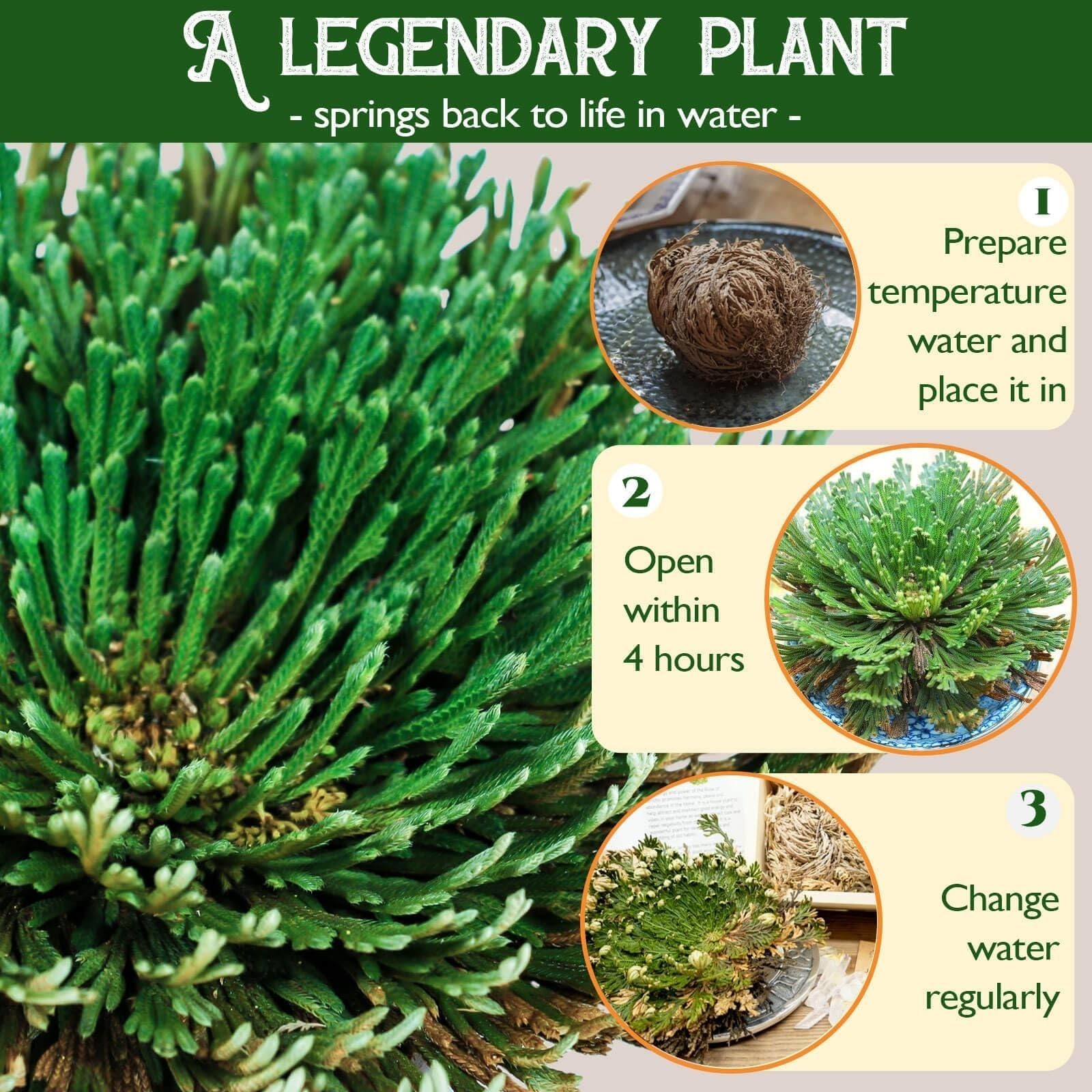 4-Pack Large Premium Dried Rose of Jericho, Selaginella Resurrection Grass, D