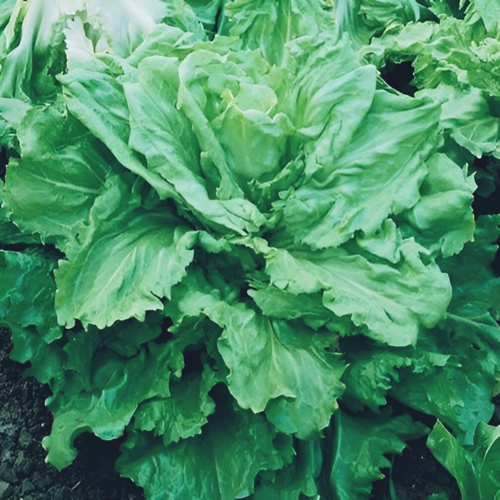 broadleaf batavian endive seeds. 300 seeds. Vegetable, tree, flower, grass