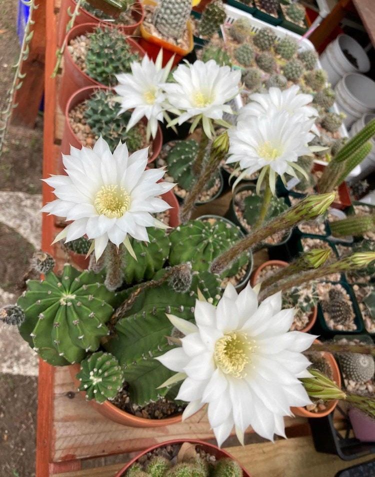 Seed- Echinopsis subdenudata 25+ seeds (2023 harvest)