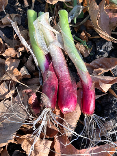 Perennial 25 Red welsh onion seeds zone 4-10