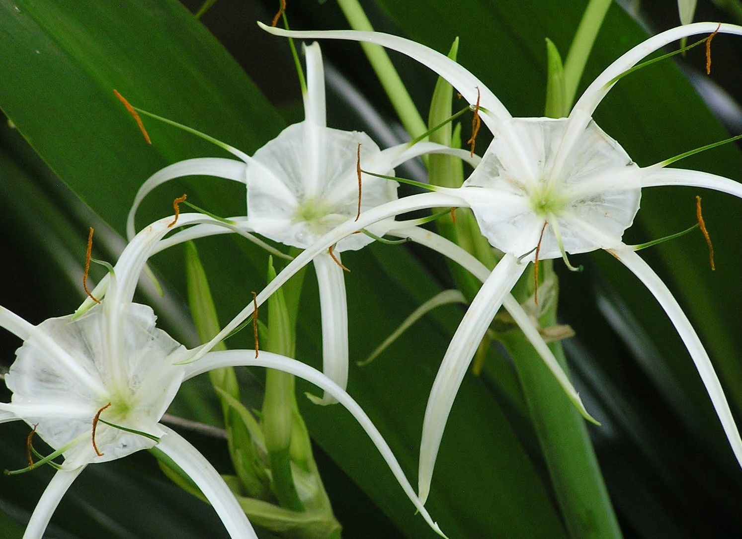 White Southern Spider Lily Hymenocallis~1.5″ to 2″ dia Lily Bulb~perennial