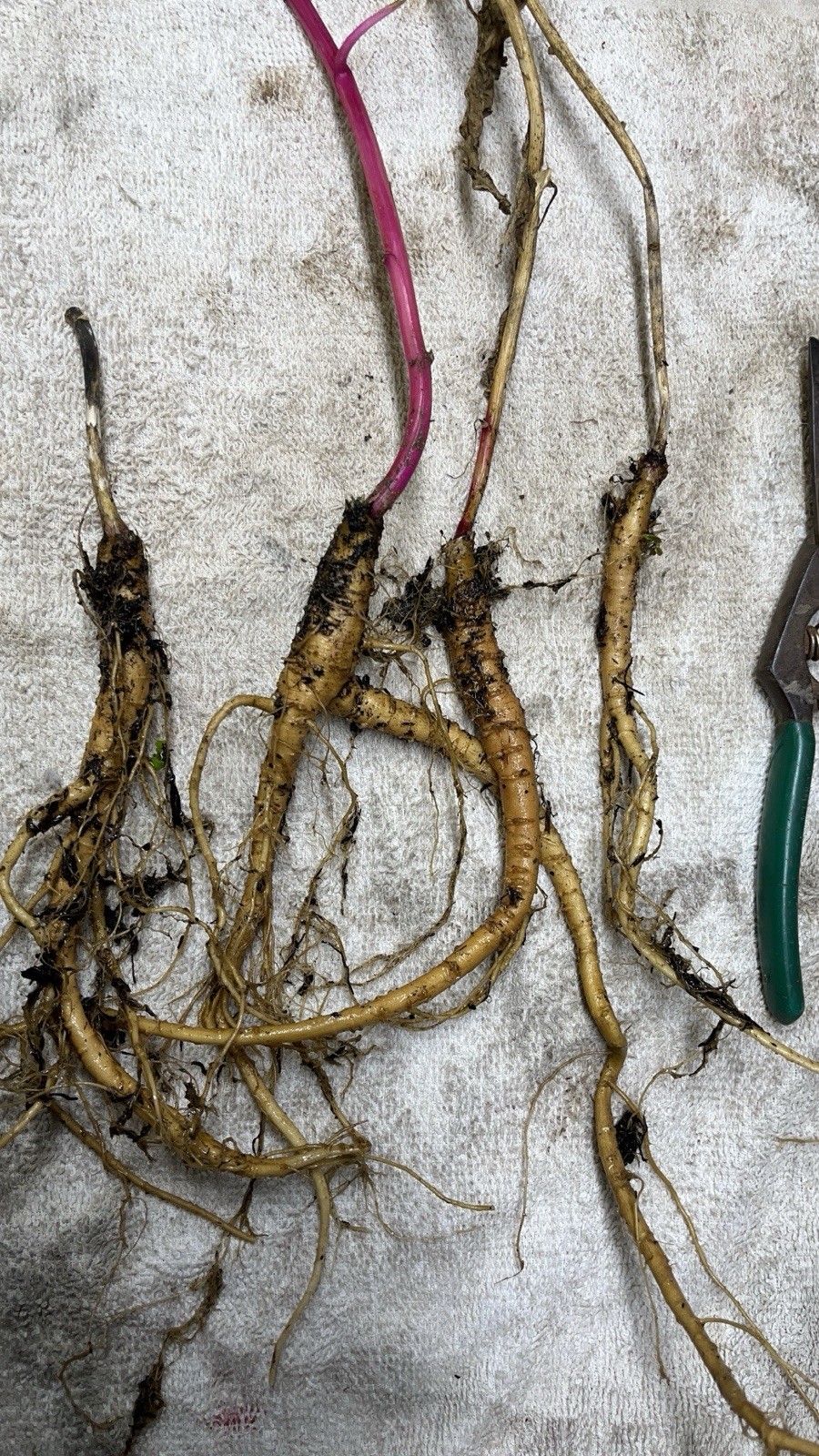 1 starter plant/root of Pokeberry or Pokeweed (Phytolacca americana)