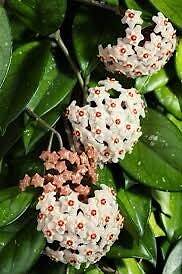 Mixed Hoya Variety Seeds