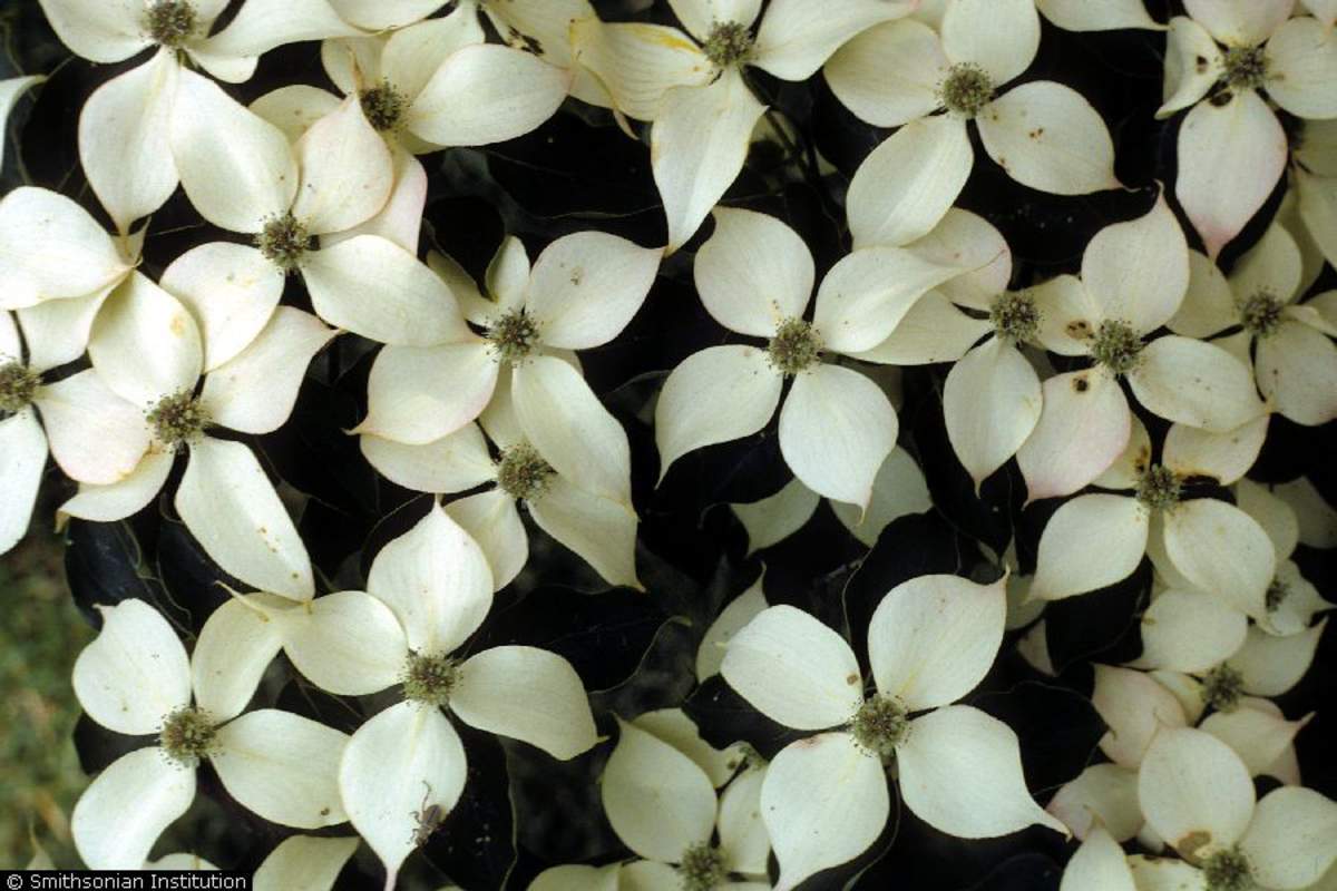 1-1000 PCS Chinese Dogwood Tree Seeds Cornus Kousa Chinensis White Flower 0143