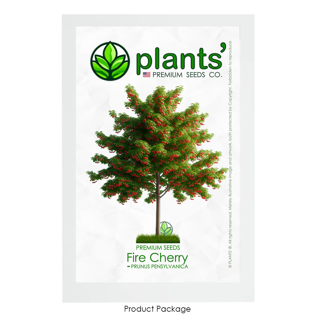 Fire Cherry Tree | Premium Seeds | Prunus pensylvanica ‘Summer’ | Plants’®