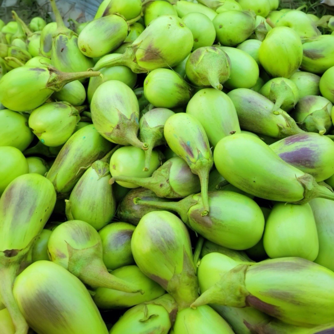 Brinjal Shayola Variety Seeds | Authentic Bangladeshi Organic HYV Eggplant Seeds