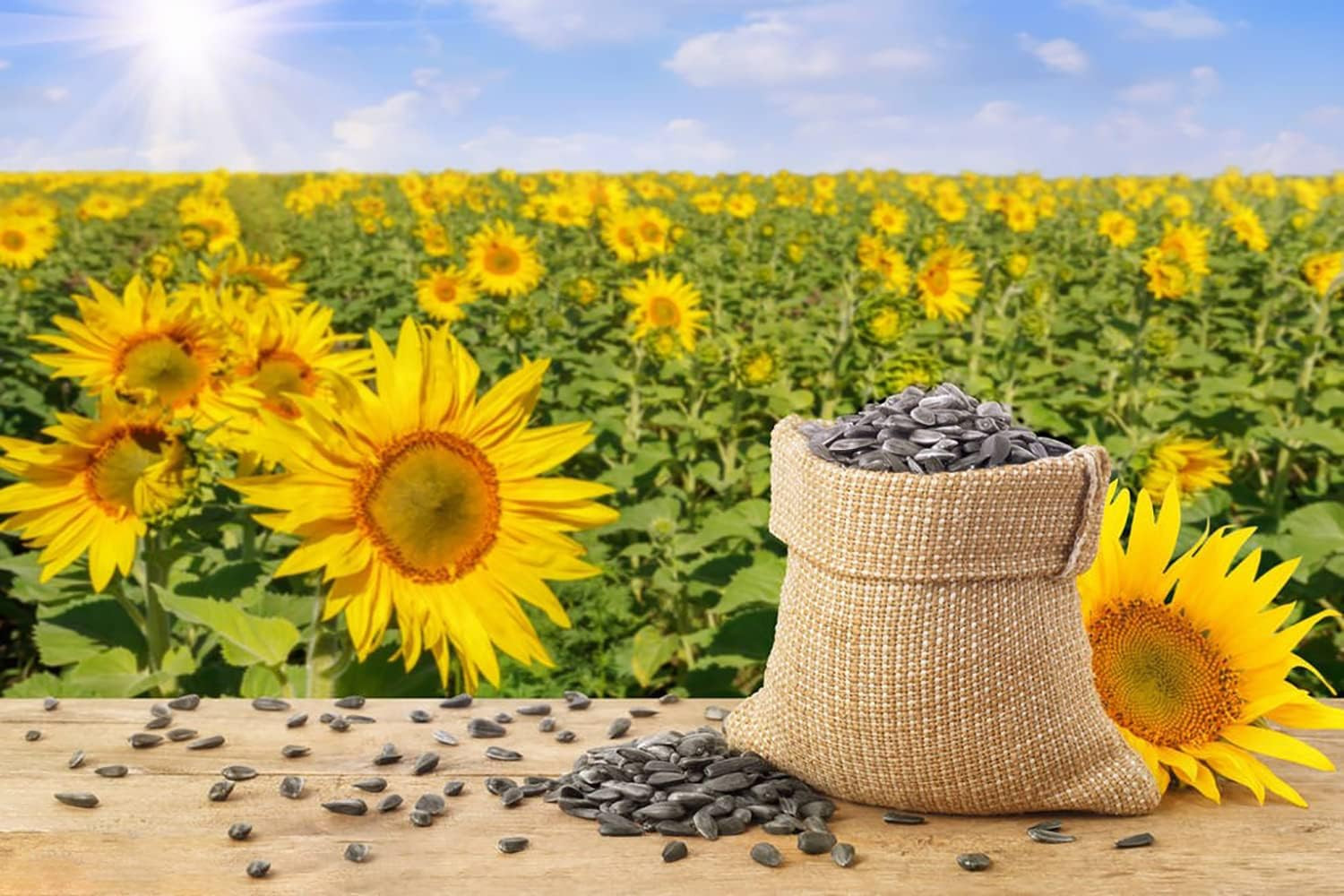 1000+ Sunflower Seeds for Planting Heirloom Non-Gmo, Bulk Package of 15 Varietie