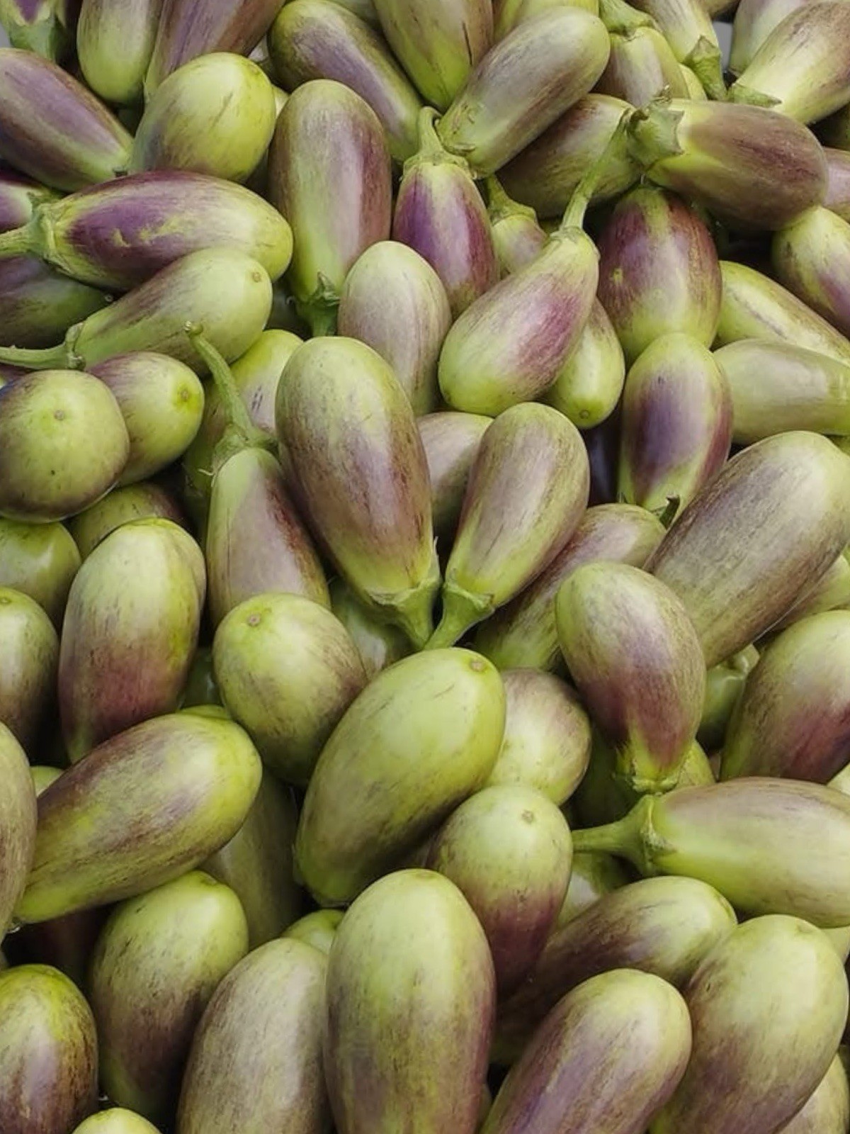 Brinjal Shayola Variety Seeds | Authentic Bangladeshi Organic HYV Eggplant Seeds