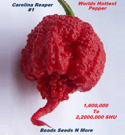 COMBO PACK 2 KINGS” Carolina Reaper HB22a & Ghost Pepper 80+ Seeds