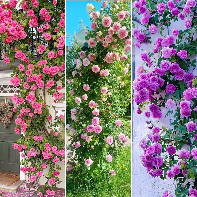 Mixed Climbing Rose Vine Seeds 230pcs– Perennial Rosa Flowering Colors