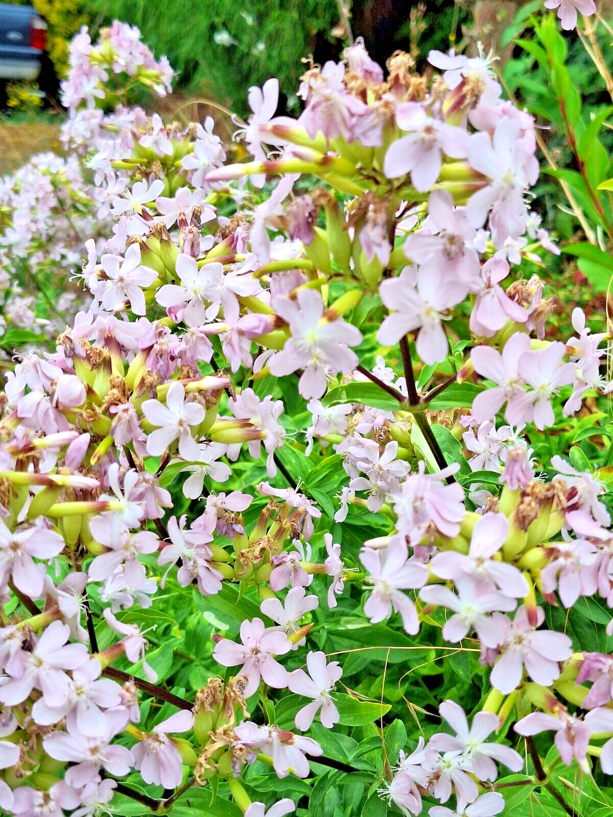 BLUSH PINK MALTICE CROSS 100 SEEDS. RARE COLOR, LYCHNIS CHALCEDONICA