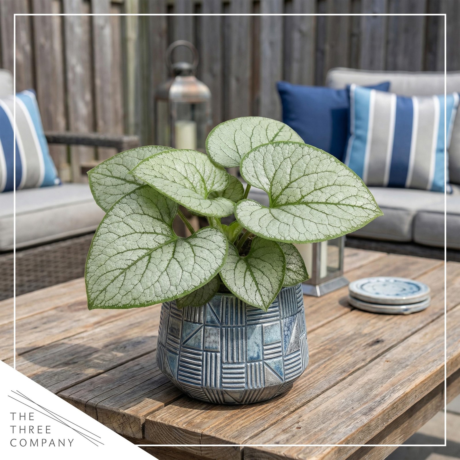 Brunnera 2Pack Silver Heart Shade Perennial with Variegated Leaves, Blue