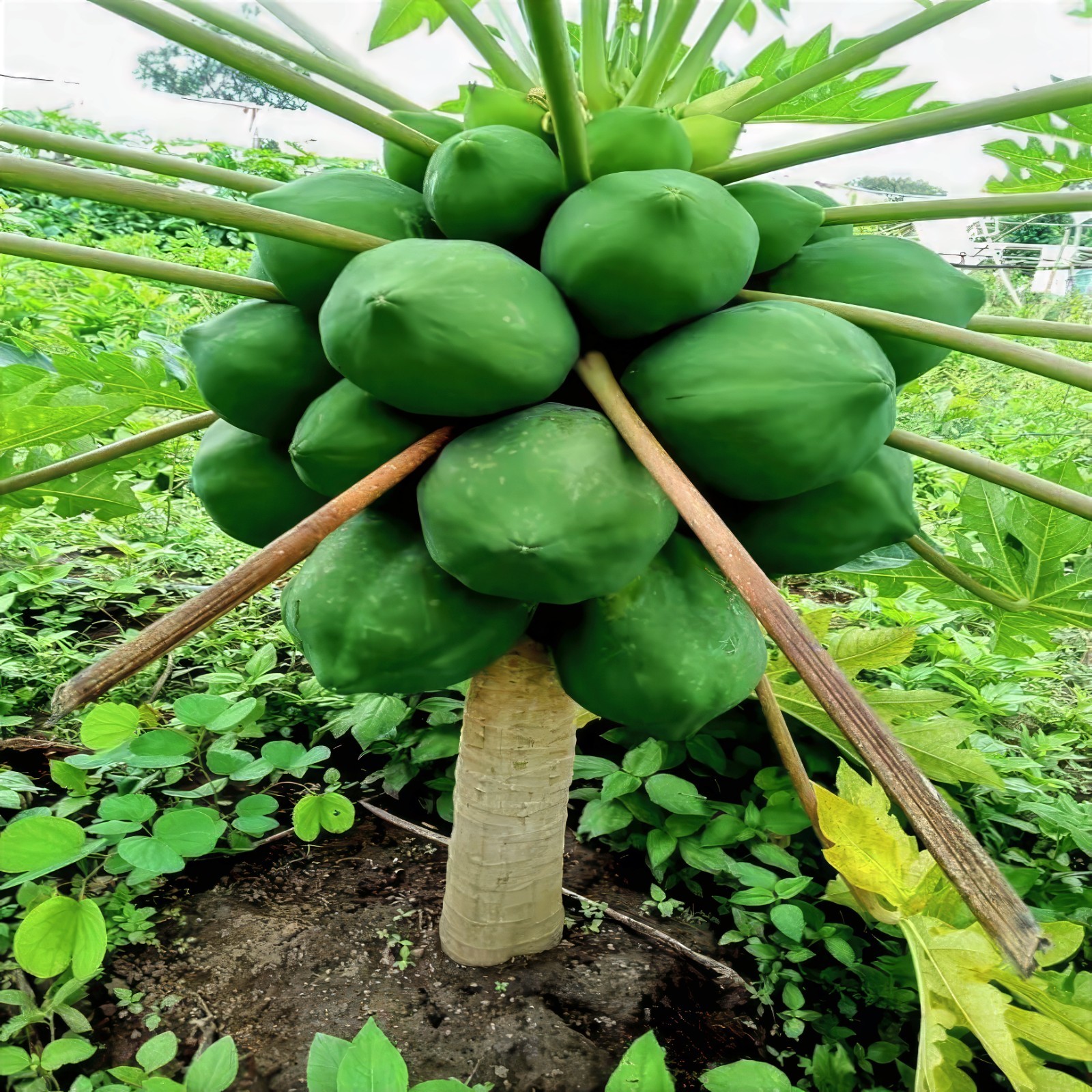 20 “DWARF SOLO WAIMANALO TREE SEEDS” (Carica Papaya) Fast Fruit Houseplant