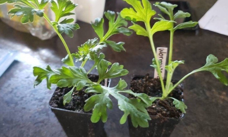 Wormwood (Artemisia Absinthium) SEEDS