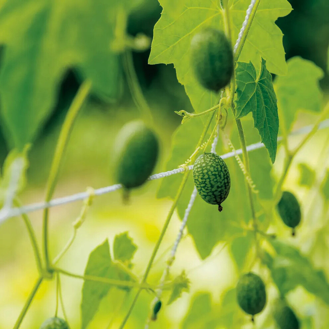 Fresh Mexican Sour Gherkin Seeds | Mouse Melon | Heirloom Non-GMO | Vegetables