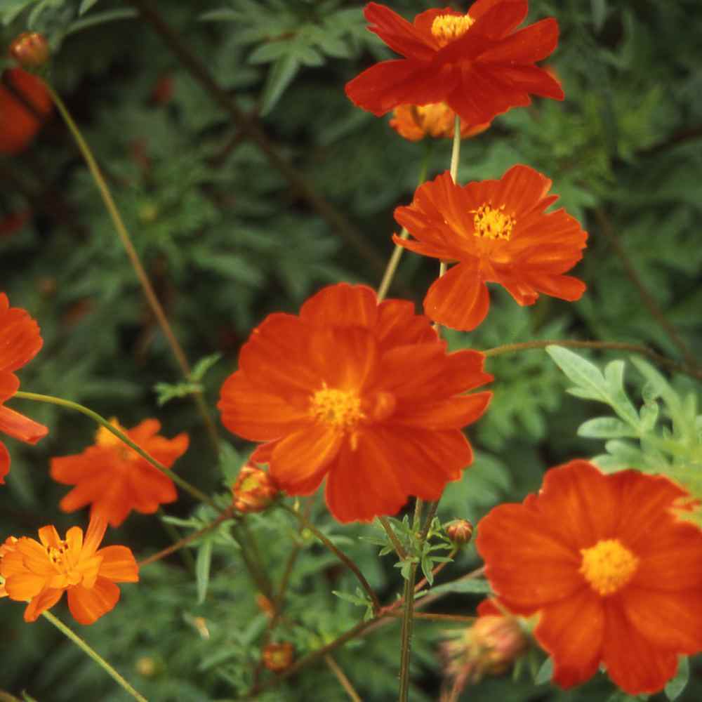 Cosmos Dwarf Red Sulphur Seeds 100 Ct Flower Cosmos SULPHUREUS USA ANNUAL Bees
