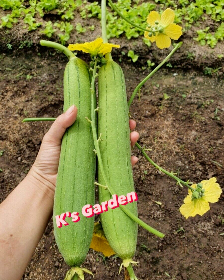 10 PCS – ASIAN EDIBLE LUFFA, SMOOTH SPONGE GOURD SEEDS, HẠT MƯỚP HƯƠNG