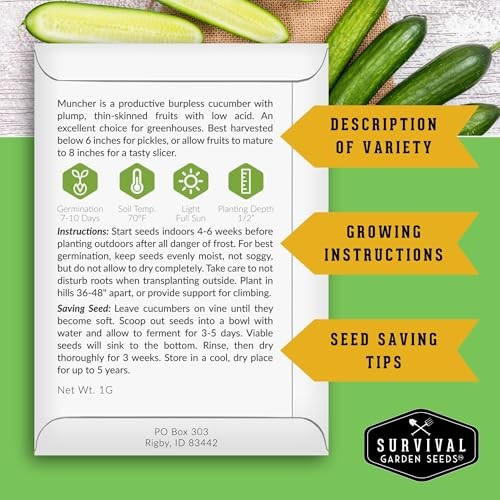 Muncher Cucumber Seeds for Planting | Burpless Variety with Smooth Skin for 1