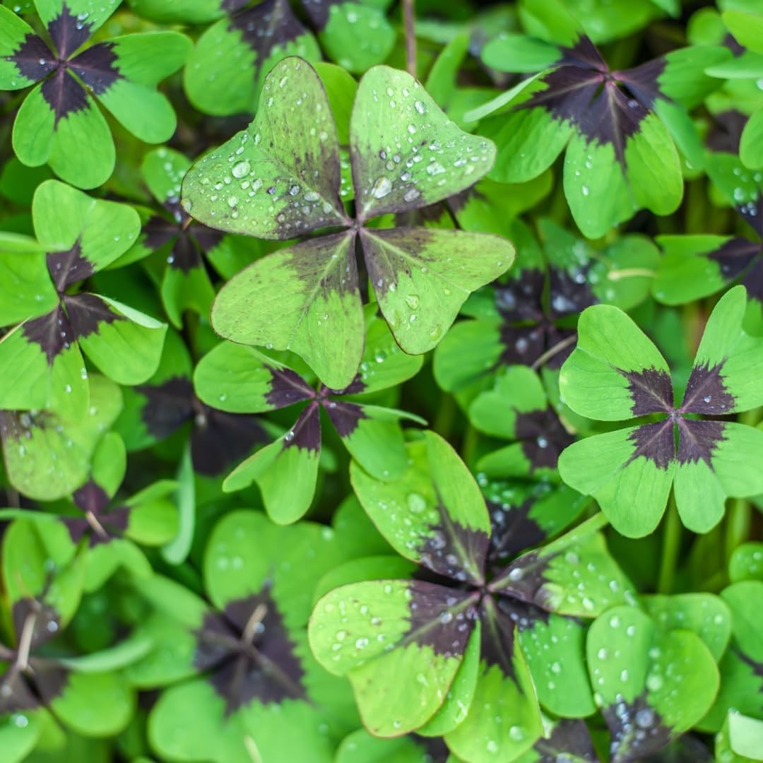 Iron Cross Shamrock Bulbs – Fast Growing 10 Bulbs for Indoor/Outdoor | Good