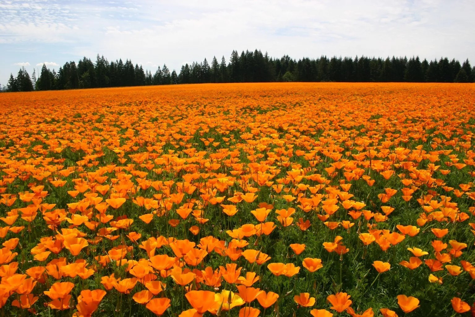 Poppy- California Orange- 1000+ Seeds