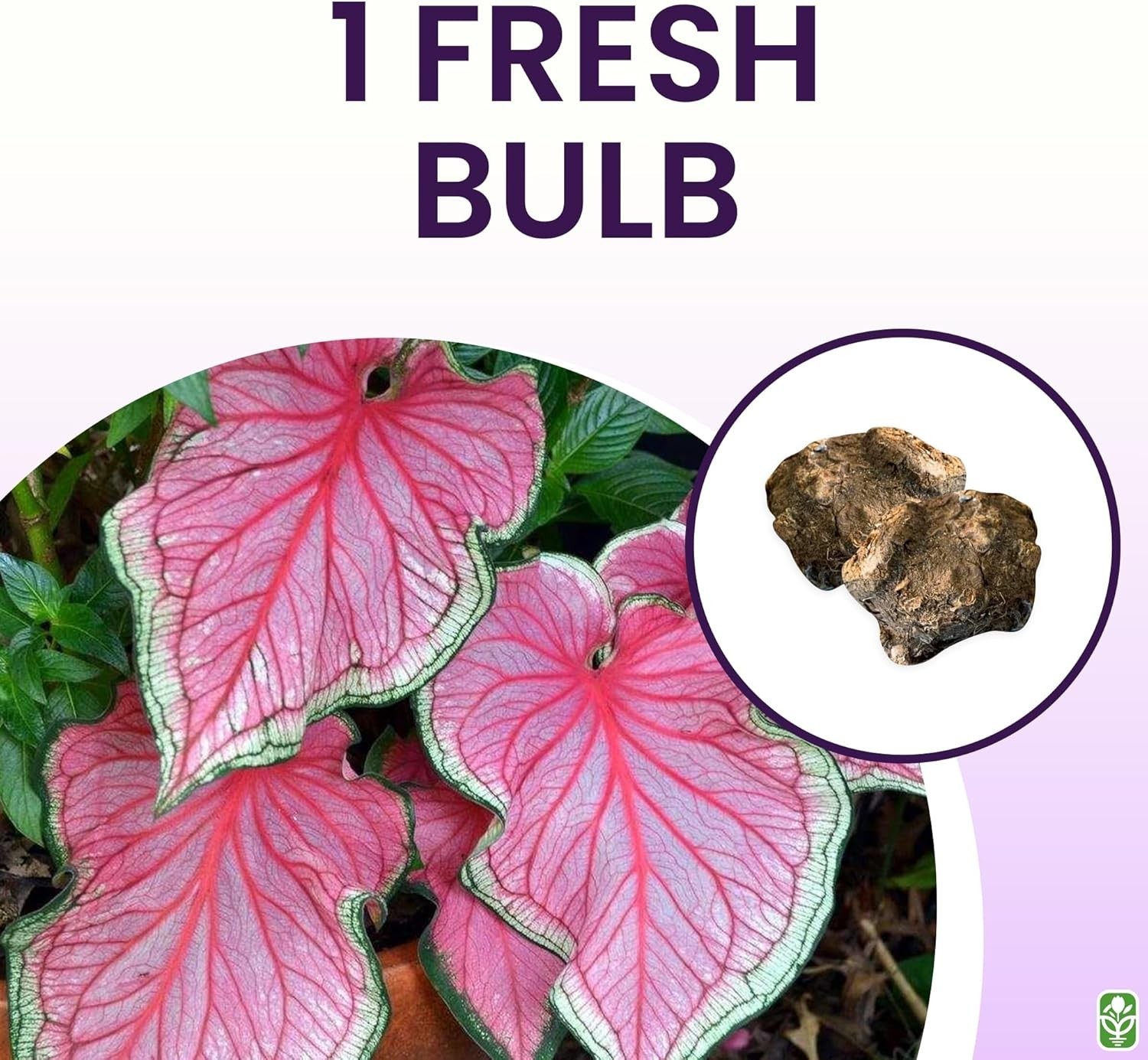 Heirloom Florida Sweetheart Caladium – Large Root – Extended Bloom Time in Pink