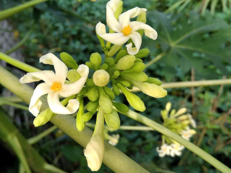 40 Dwarf Solo Waimanalo Papaya Seeds Carica Papaya Fast Growing