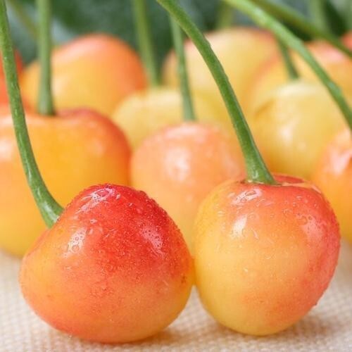 Yellow Jamaican Cherry Tree Muntingia calabura ~ Rooted Starter Plant