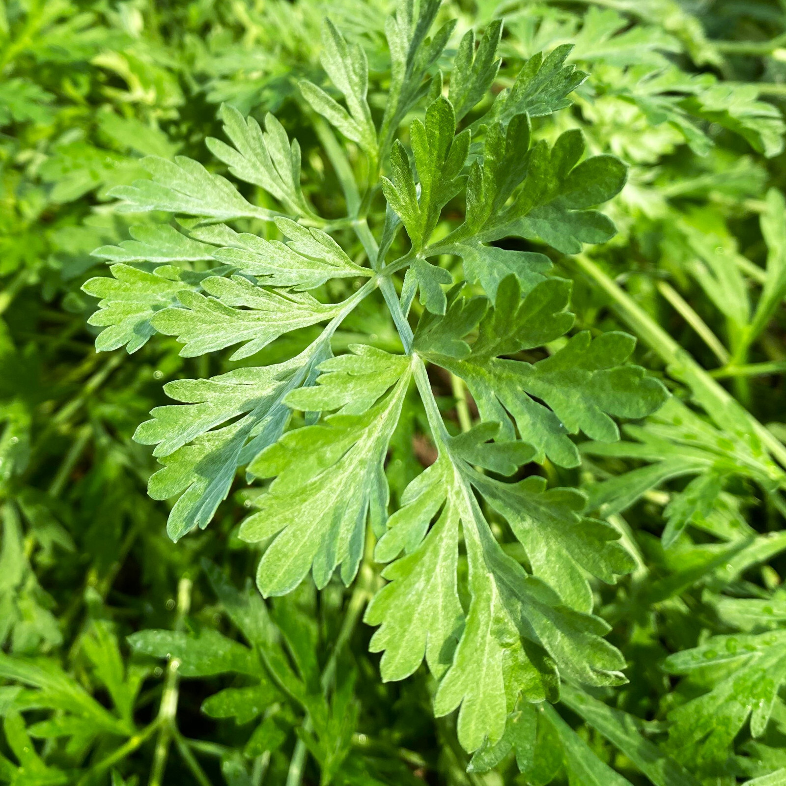 Common Mugwort Seeds | Artemisia Vulgaris Moxa Wormwood Herb Seed Free Shipping