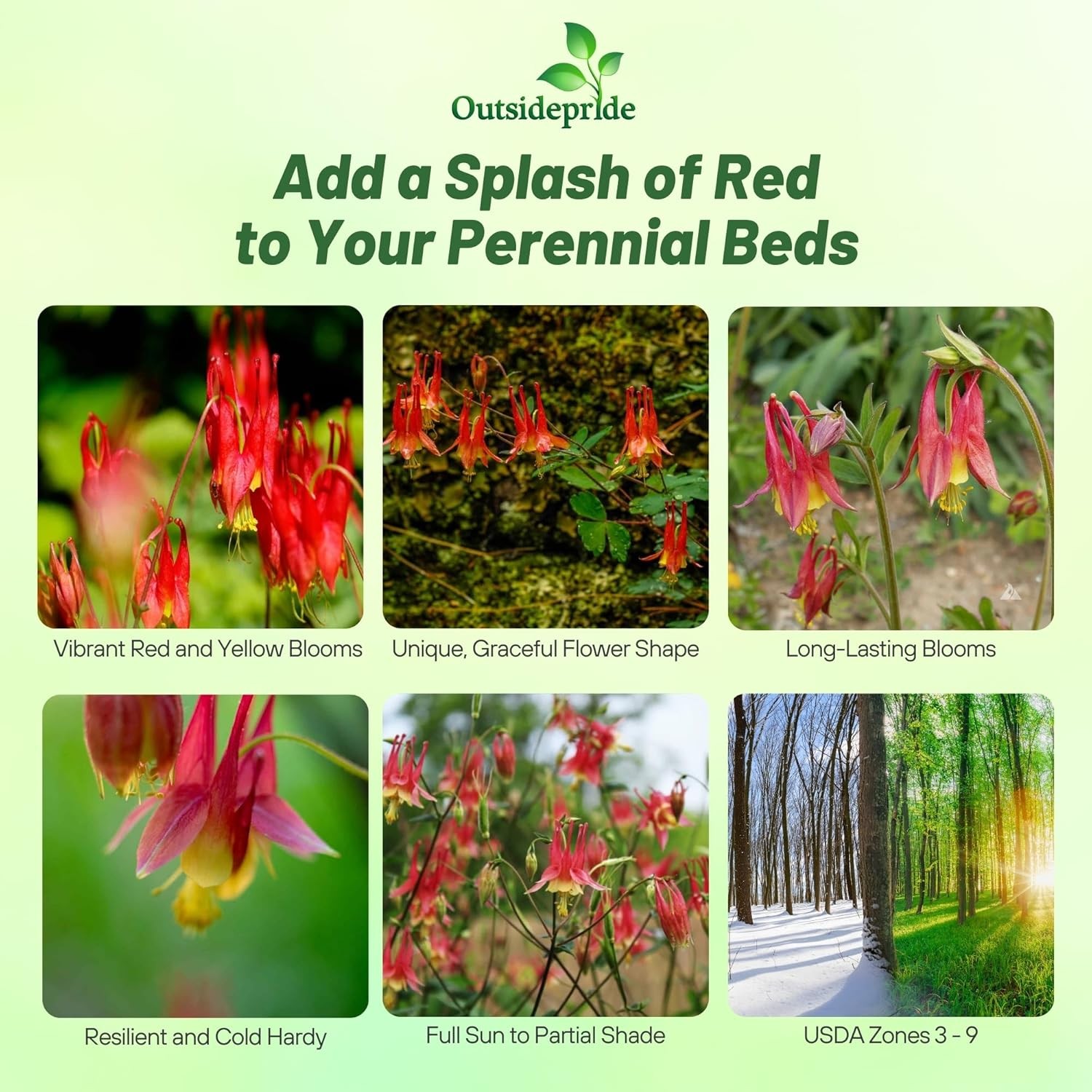 2000 Seeds Columbine Seeds – Aquilegia Canadensis Wild Columbine Flower Seed