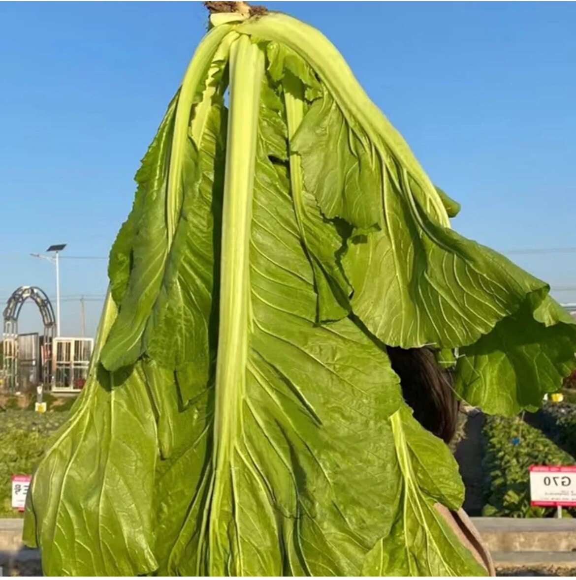5000+ Super Large Leaf Bamboo GAI CHOI Mustard Green seeds Cai Be xanh Sieu Lon