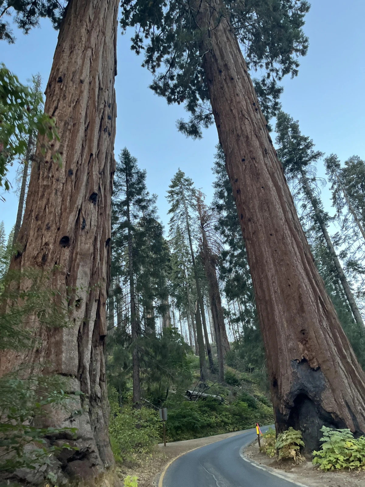 Giant Sequoia Seeds (Sequoiadendron giganteum) – 50 Seeds – 2025 Harvest