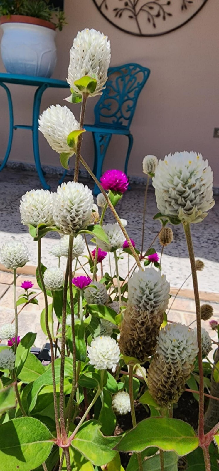 Globe Amaranth | Purple | White | Pink Strawberry Cream | 100 Seeds Easy to Grow