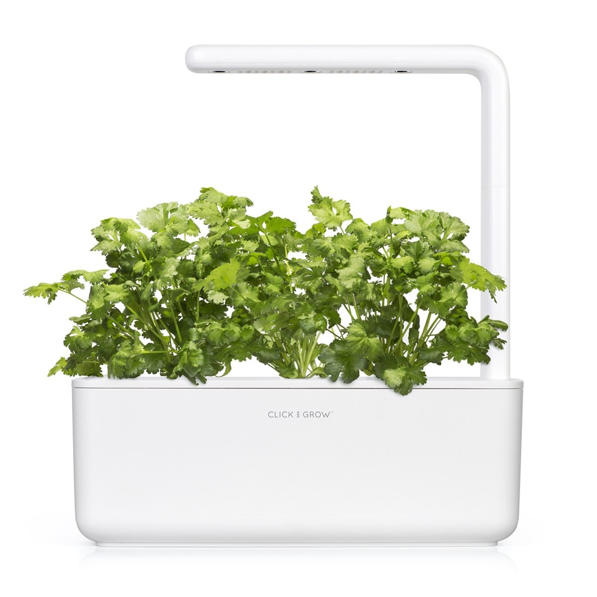 Cilantro Coriander Plant Pods for Smart Garden – 3-Pack Set