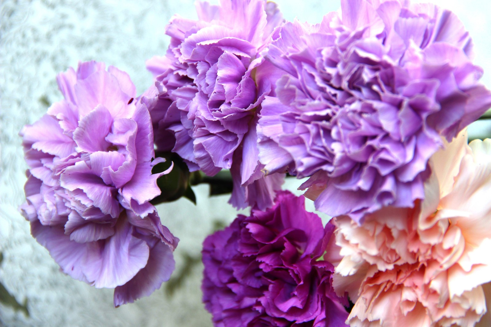 100 Mixed CARNATION / DOUBLE DIANTHUS Chinensis Flower Seeds *Comb S/H