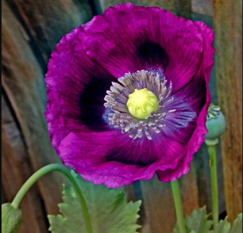 Poppy DELUXE MIX Breadseed Poppies Large Blooms Decorative Pods USA 500 Seeds!