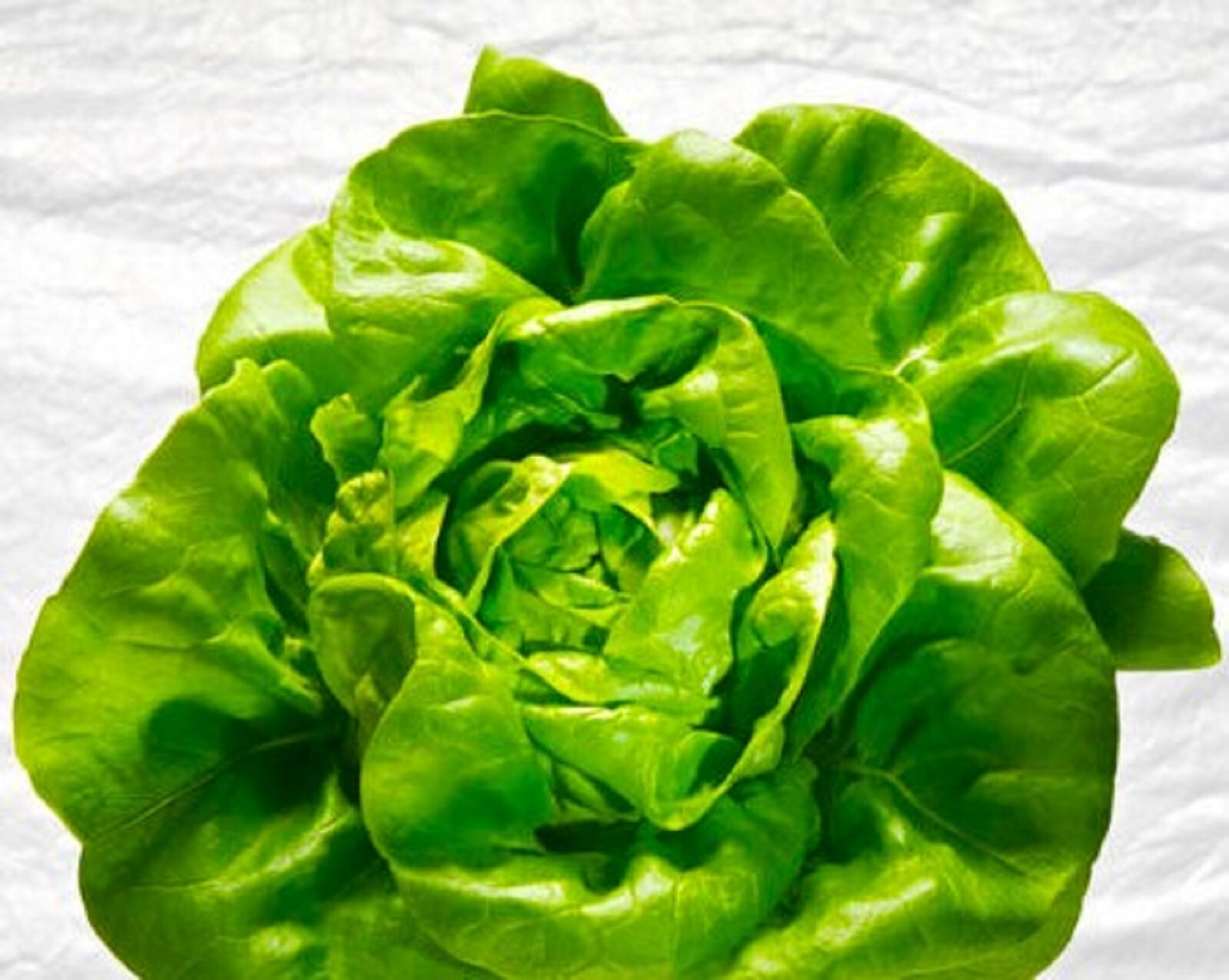 Butter King Lettuce Seeds 250+ SEEDS NON-GMO BUY 4 ITEMS FREE SHIPPING!!!!!
