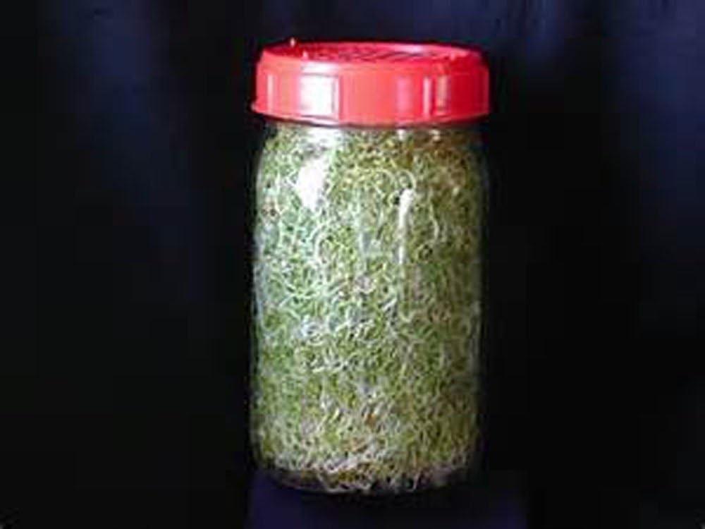 Non-GMO Broccoli Seeds for Sprouting Sprouts Microgreens – Broccoli Sprouts