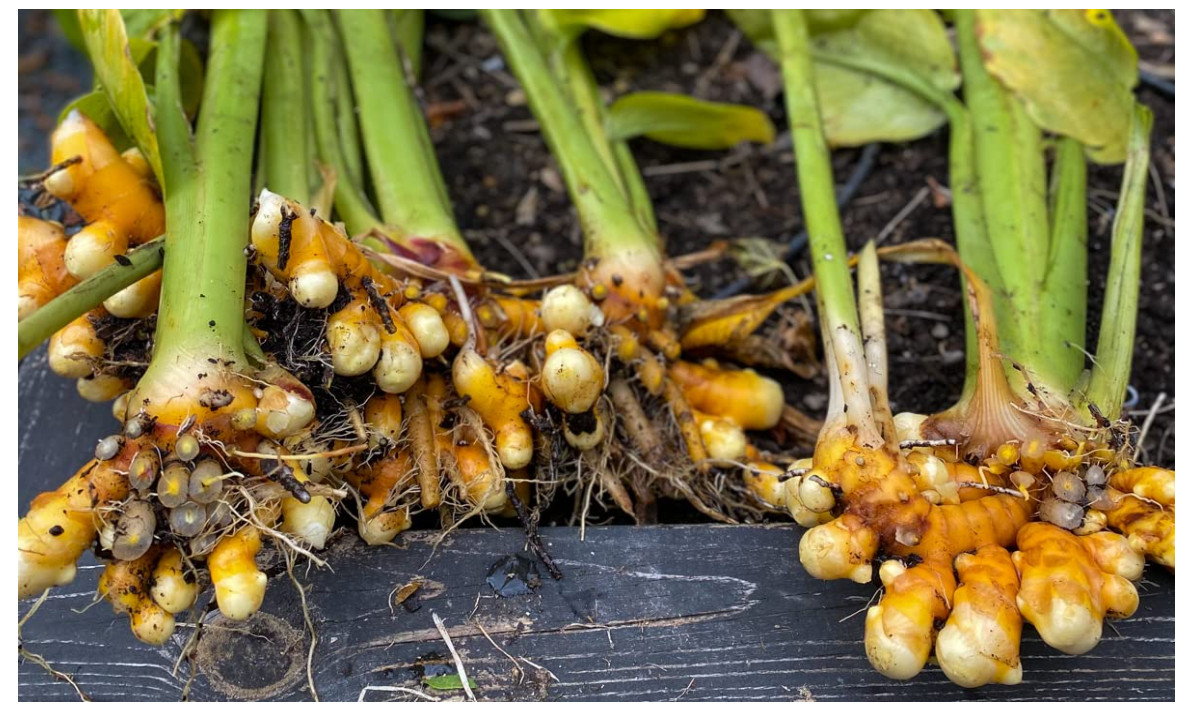 FRESH WILD TURMERIC FROM FIJI Root – 1 Lb – Top Grade