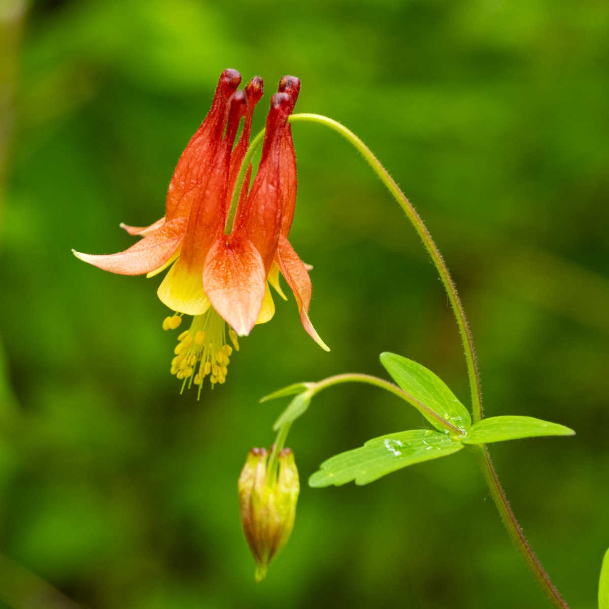Wild Columbine Seeds 100+ Aquilegia Canadensis RED YELLOW WILDFLOWER USA