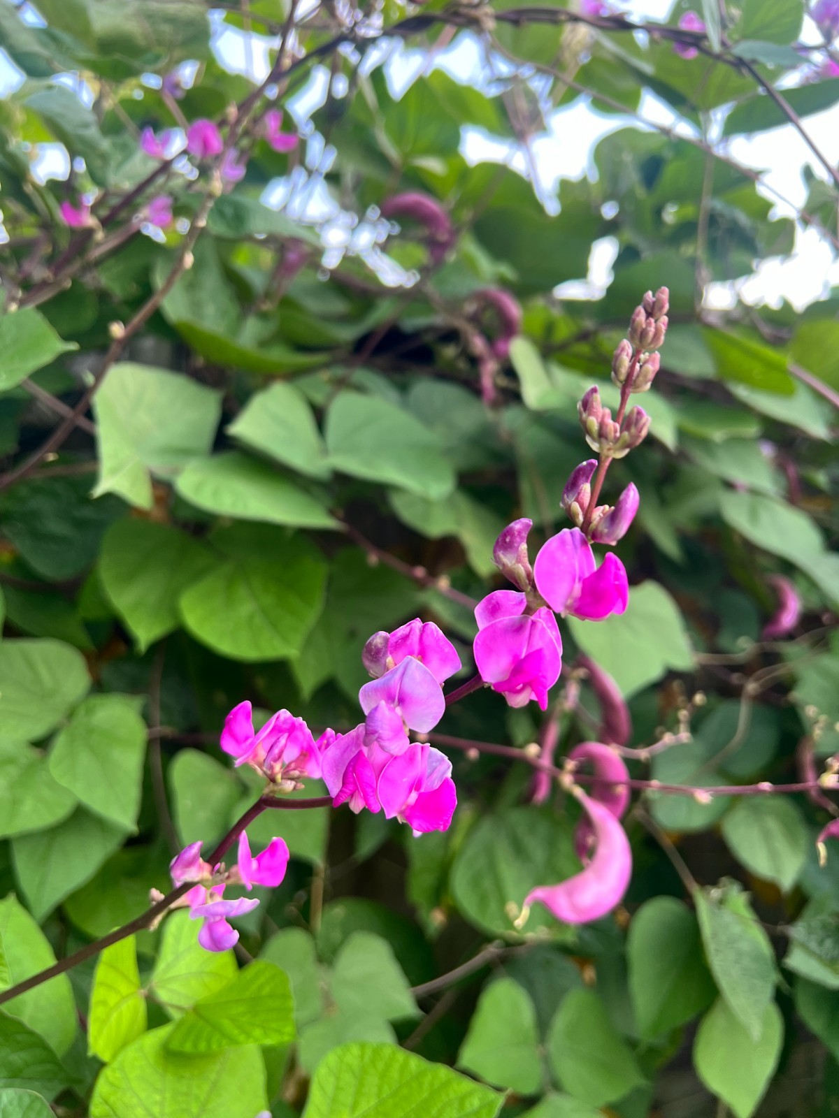 Purple Hyacinth Bean Vine Seeds