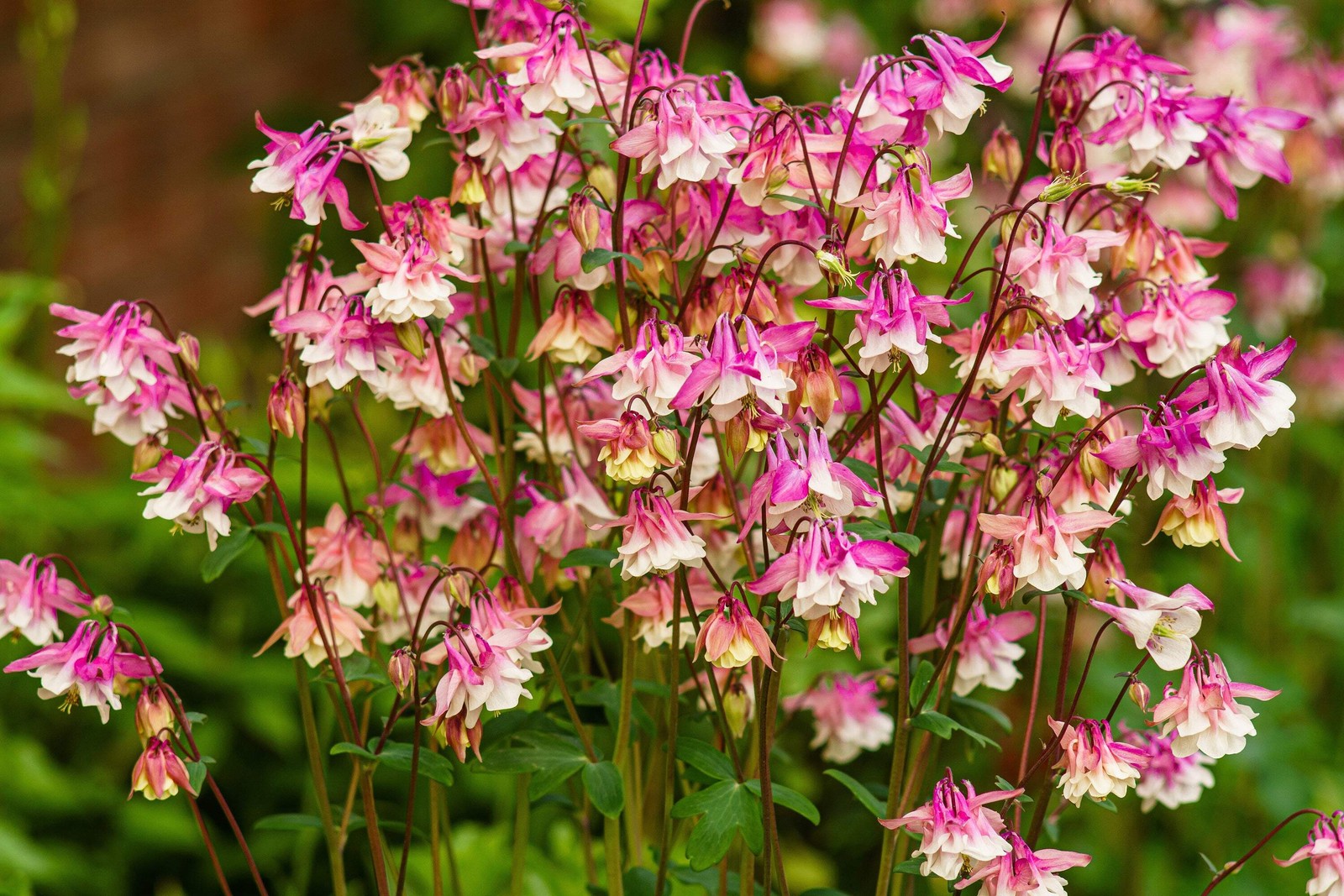 50 Mixed Colors MCKANAS GIANT COLUMBINE Aquilegia Vulgaris Flower Seeds