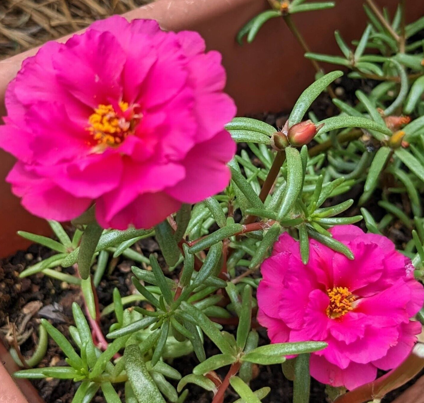1000+ Moss Rose Double Mix Portulaca grandiflora button rose 150mg seeds