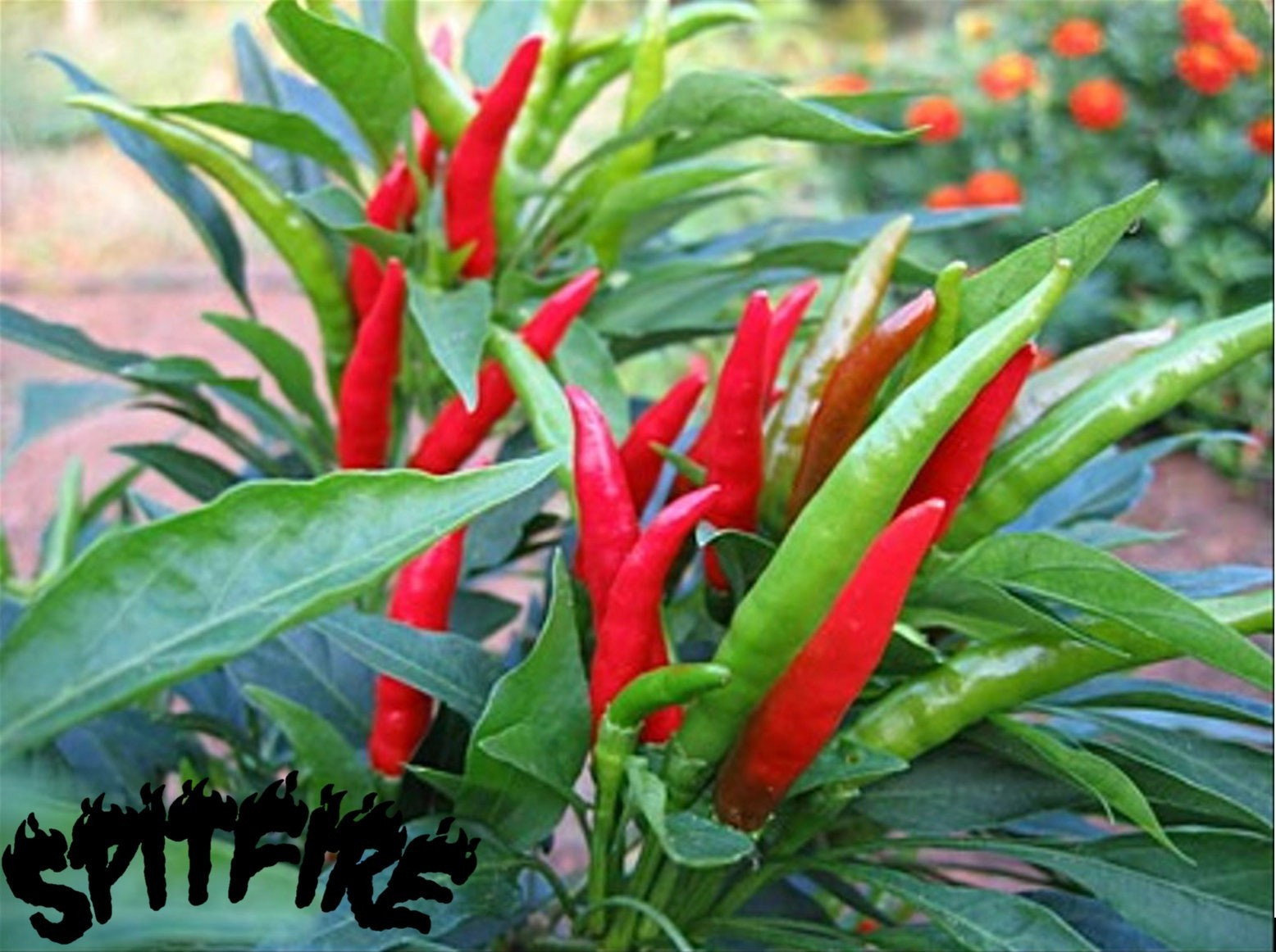Jinda Thai Chili Pepper Seeds (20) / Hot / Spicy / ASIAN CUISINE