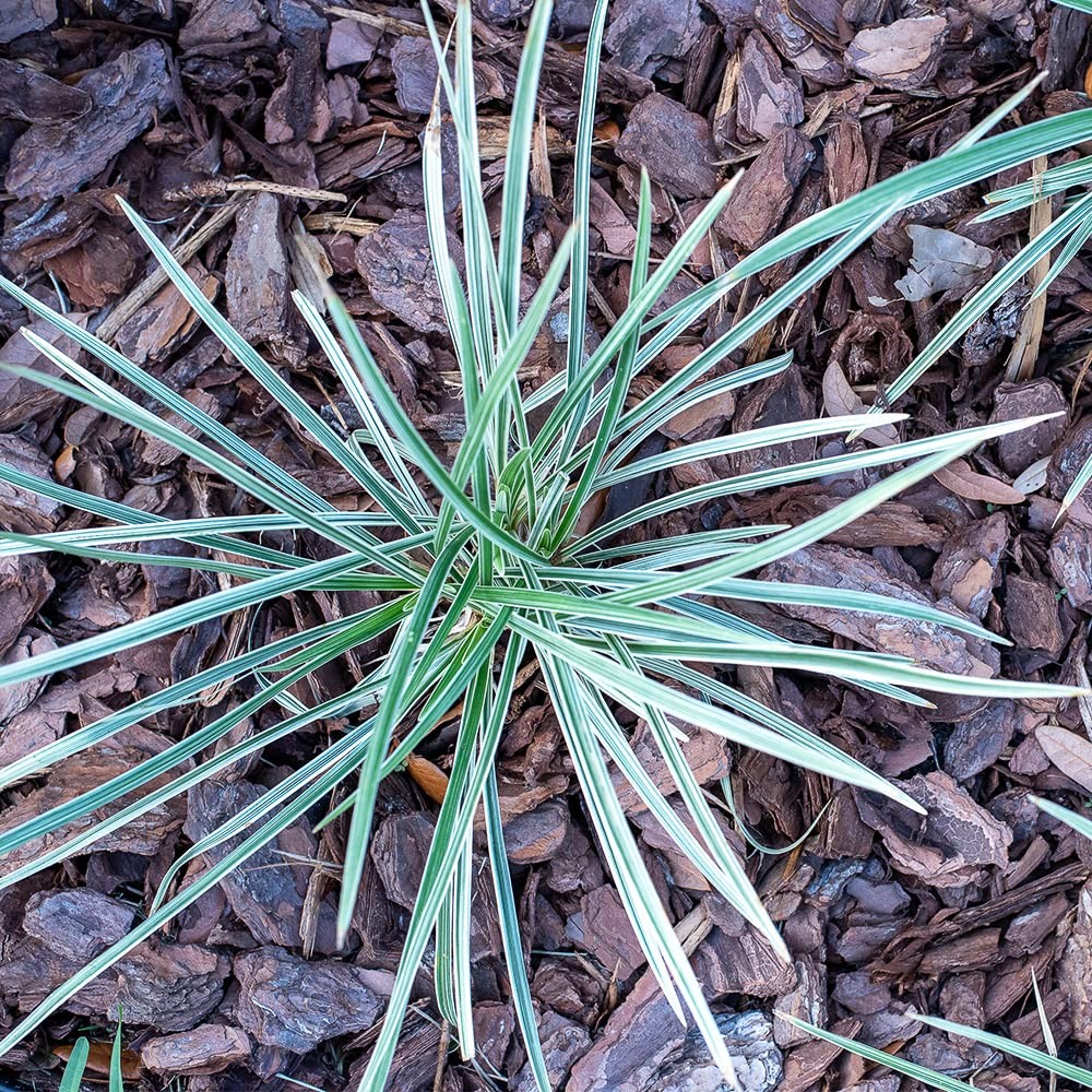 Aztec Grass Liriope Muscari, Outdoor Plants Live Ornamental Grass Plants Live…