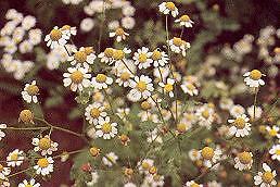 Feverfew Tanacetum parthenium 1,000 seeds
