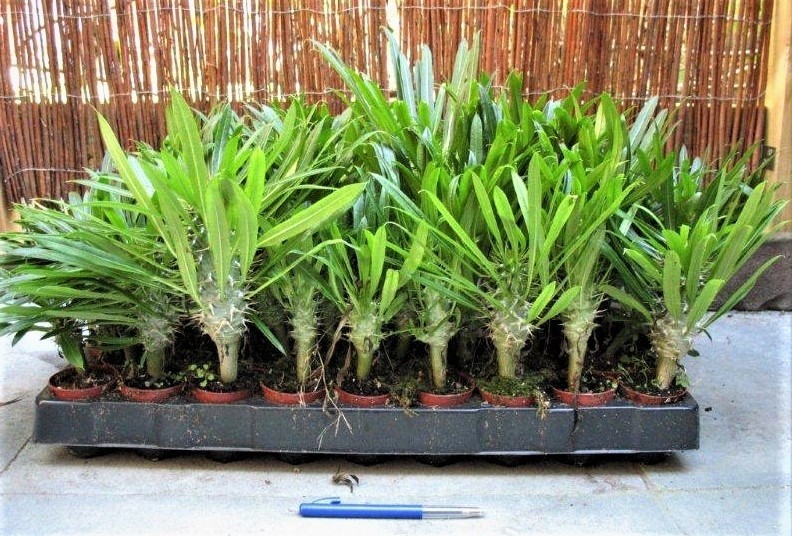Pachypodium lamerei aka Madagascar palm, 5 Seeds. Free Shipping!