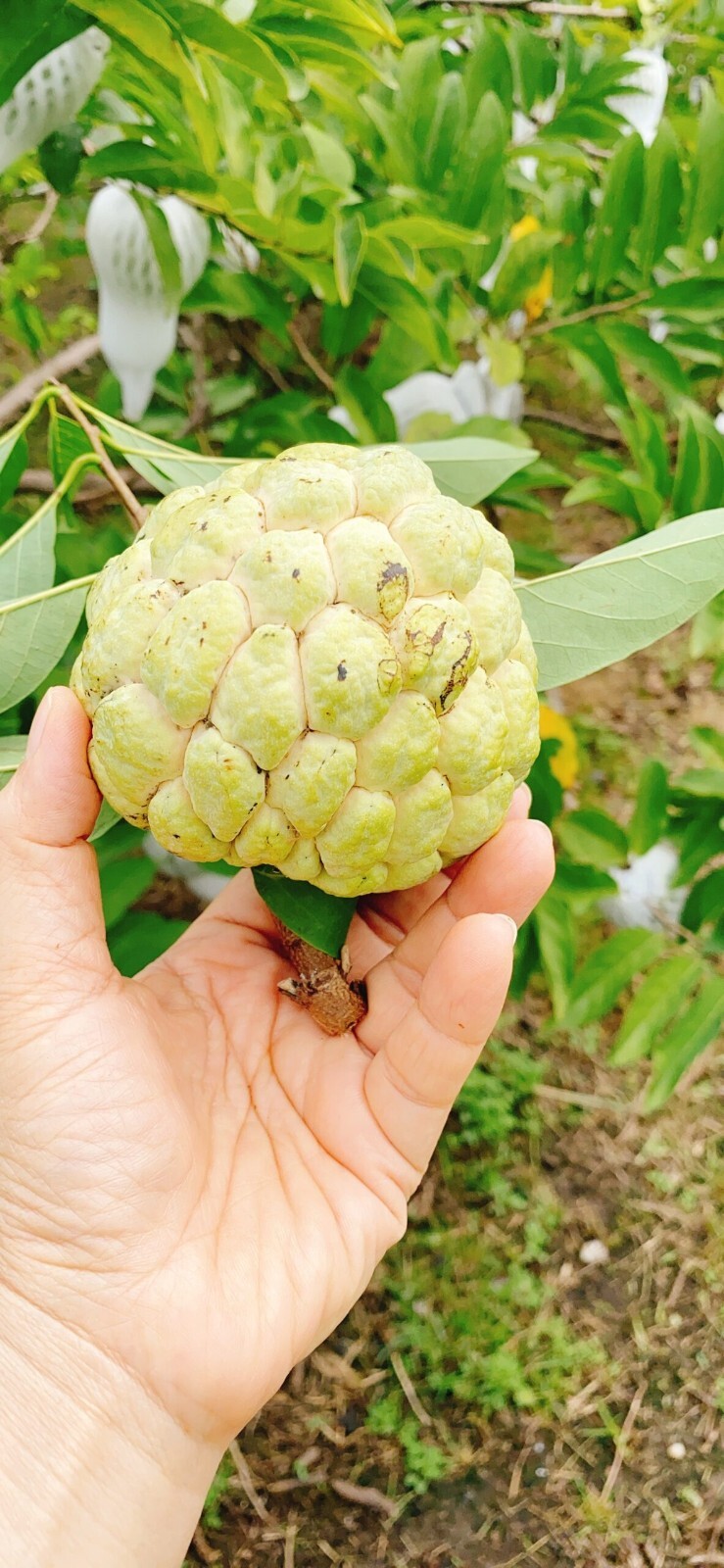 25 Seeds Organic Extra Large Sugar-Apple Custard-Apple Sweetsop Annona squamosa