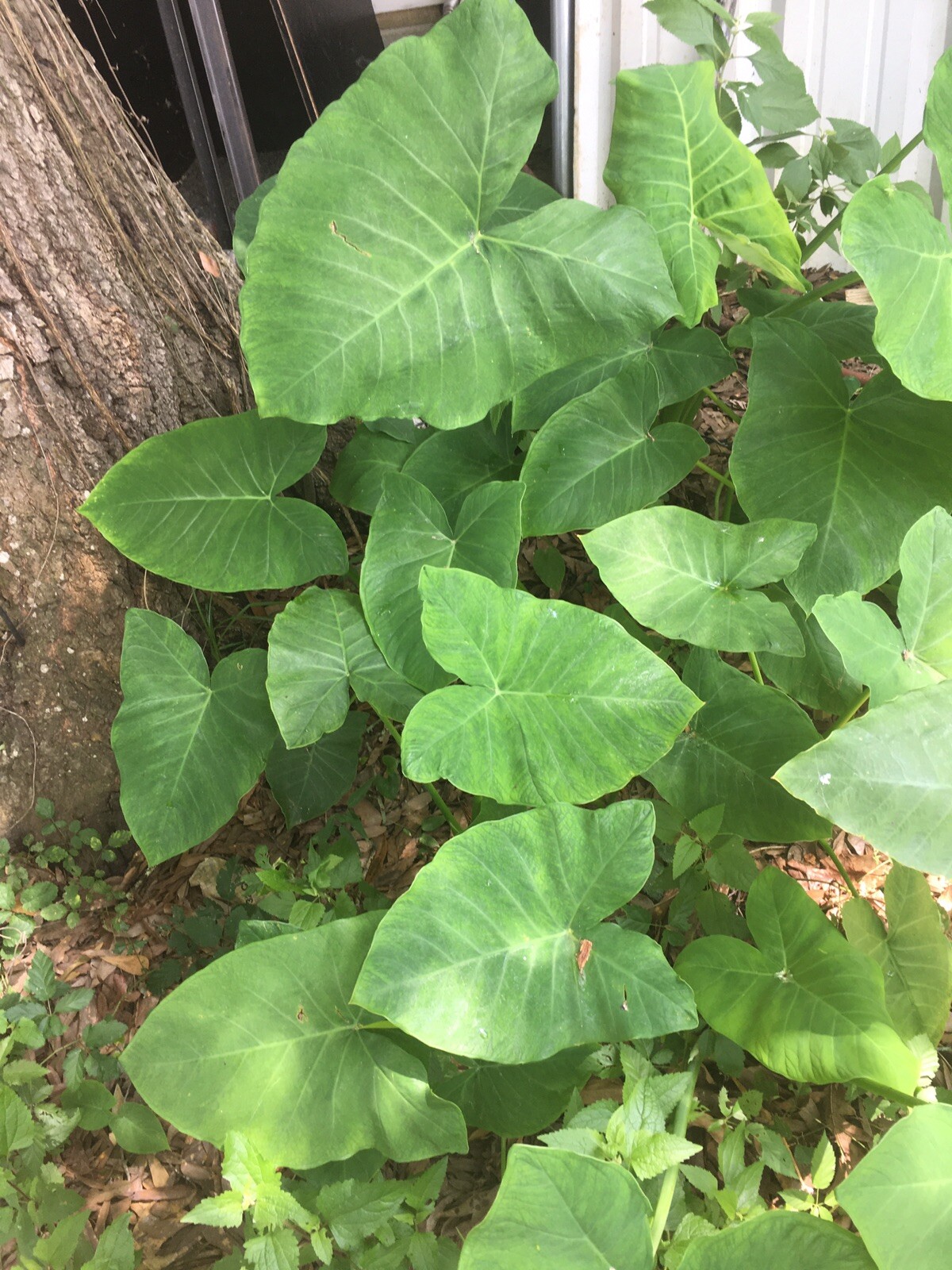 Ready To Plant, Fast Growing Elephant Ear. 2/$14.99