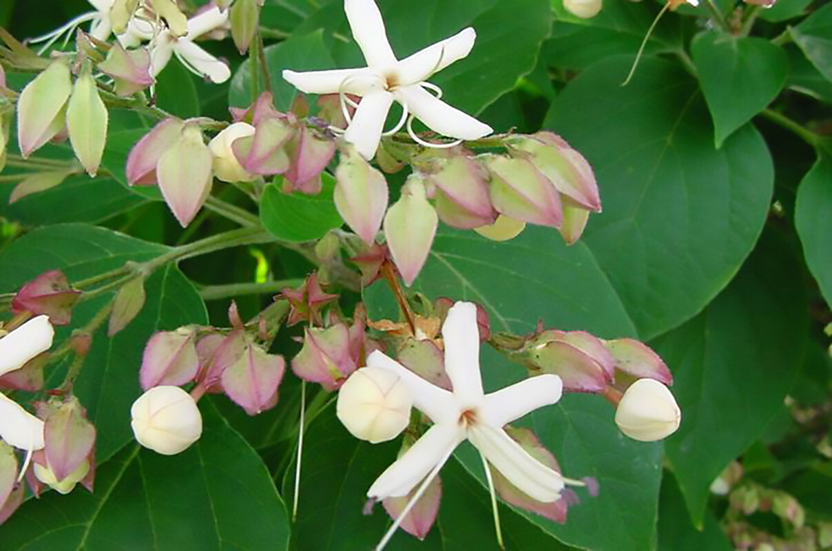 Harlequin Glorybower, Clerodendron trichotomum, Tree Seeds